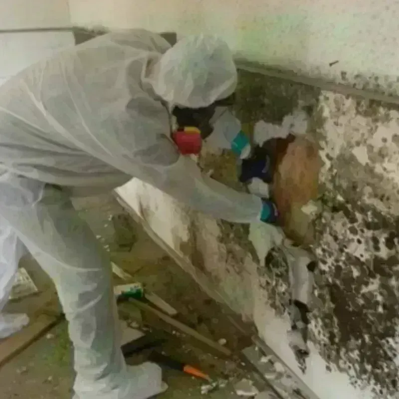 Mold Remediation and Removal in Chico, CA